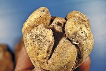 Glyphosate in Drift Potatoes